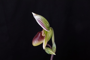 Paphiopedilum Voodoo Fred Slipper Zone Only just Spots HCC/AOS 78 pts.Profile